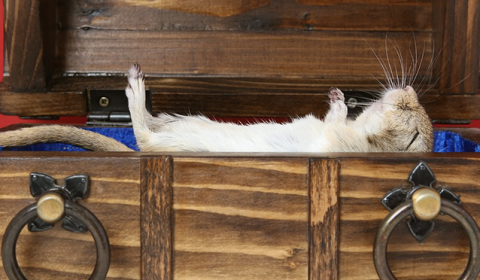 RAT