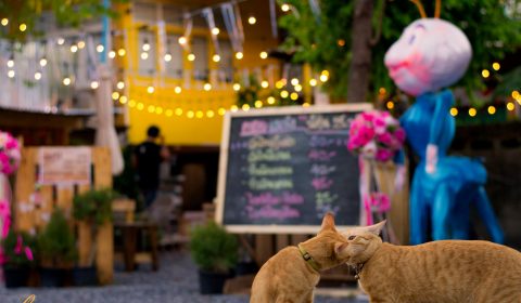 ร้านหลังสวนVilla
