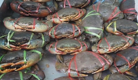 Seafood