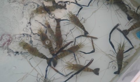 Seafood